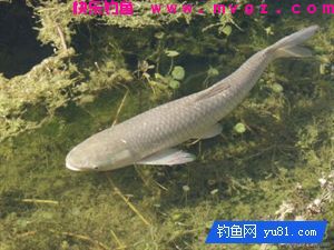 民间高手钓草鱼的自制饵料秘方(图1)