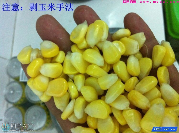 自制钓草鱼的果香玉米饵（图解制作过程）(图4)