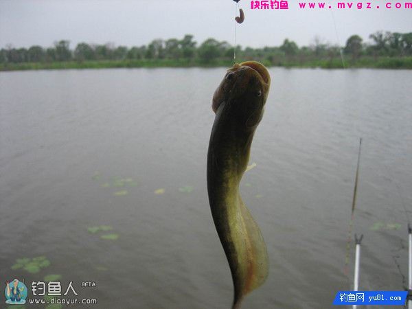 初秋野钓草鲤鲫鱼的饵料应对技巧(图3) 初秋野钓草鲤鲫鱼的饵料应对技巧(图3)