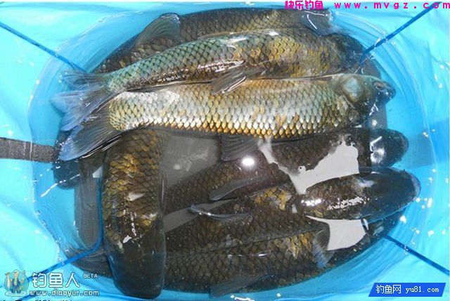 药酒泡制包谷做钓饵擒5斤大草鱼(附制作方法)(图2)