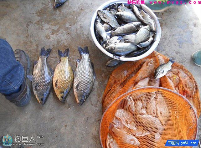 药酒泡制包谷做钓饵擒5斤大草鱼(附制作方法)(图8)