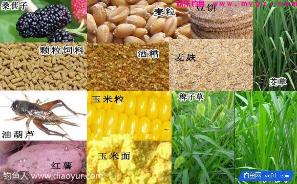 钓草鱼常用的饵料以及窝料（狗尾巴草、嫩芦苇）(图1)