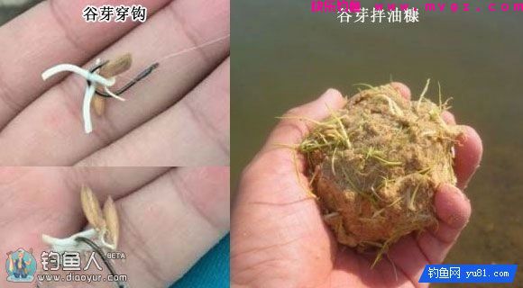 用谷芽做鱼饵去钓草鱼效果奇好(图2) 用谷芽做鱼饵去钓草鱼效果奇好(图2)