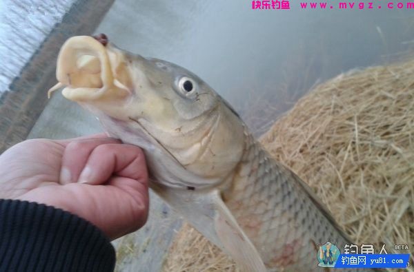 蚯蚓面饵齐上阵鲫鱼鲤鱼草鱼通杀饵配方(图16)