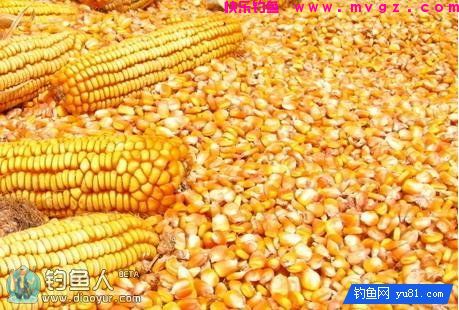 自制玉米粒钓饵专钓鲤鱼草鱼效果好(图1)