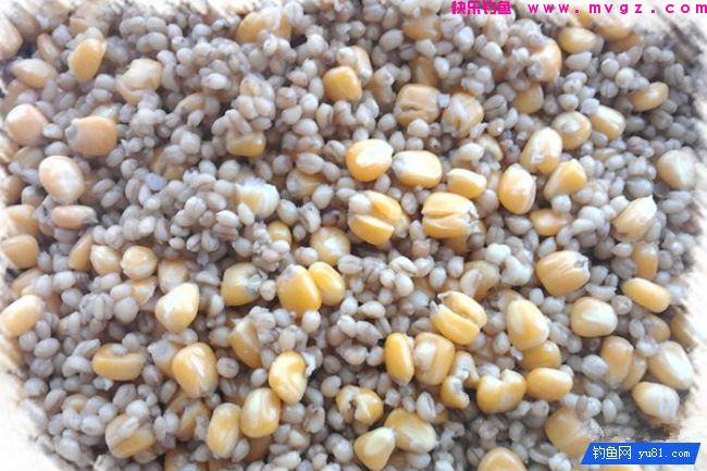 玉米粒麦粒混合甜酒曲发酵诱饵窝料（攻草鱼鲤鱼）(图2)