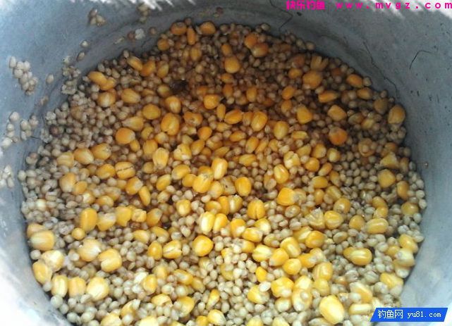玉米粒麦粒混合甜酒曲发酵诱饵窝料（攻草鱼鲤鱼）(图3)