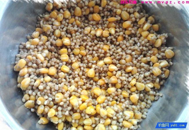 玉米粒麦粒混合甜酒曲发酵诱饵窝料（攻草鱼鲤鱼）(图4)