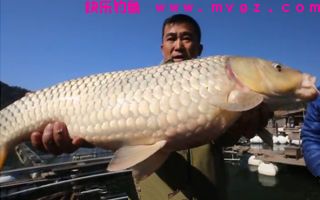 钓大鱼的饵料配置（鲤鱼、鲫鱼、草鱼、鲢鱼