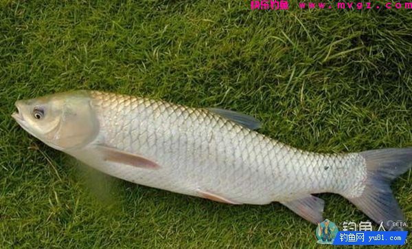 诱钓合一的自制钓草鱼饵料配方详解(图1)