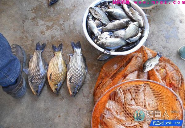 中药麦子包谷钓鲫鱼鲤鱼草鱼饵料(附药酒配方)(图11) 中药麦子包谷钓鲫鱼鲤鱼草鱼饵料(附药酒配方)(图11)
