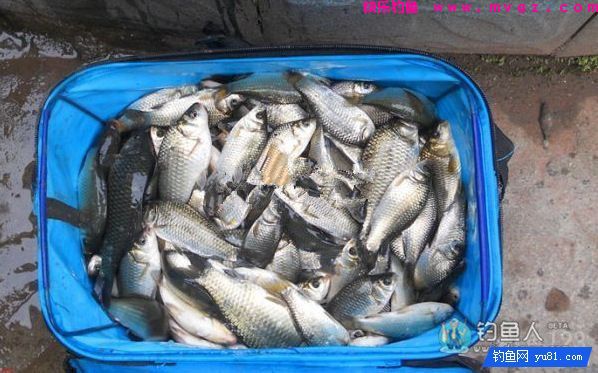 中药麦子包谷钓鲫鱼鲤鱼草鱼饵料(附药酒配方)(图14) 中药麦子包谷钓鲫鱼鲤鱼草鱼饵料(附药酒配方)(图14)