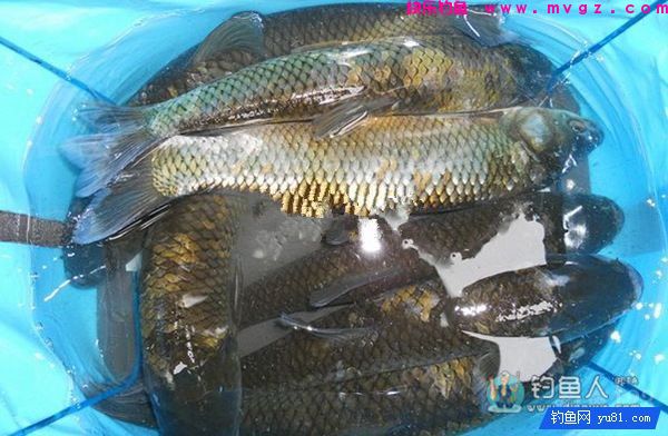 中药麦子包谷钓鲫鱼鲤鱼草鱼饵料(附药酒配方)(图15) 中药麦子包谷钓鲫鱼鲤鱼草鱼饵料(附药酒配方)(图15)