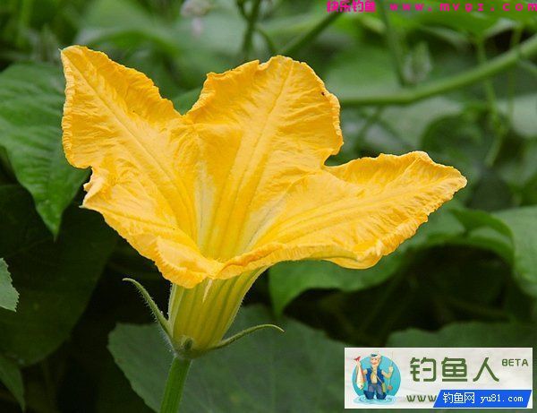 垂钓草鱼饵料窝料实战配方（芦苇麸皮玉米面）(图1)