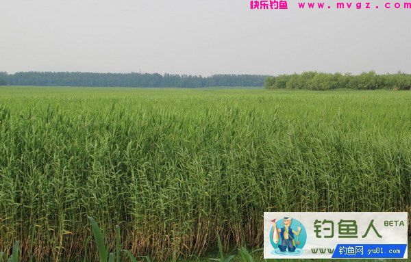 垂钓草鱼饵料窝料实战配方（芦苇麸皮玉米面）(图2)
