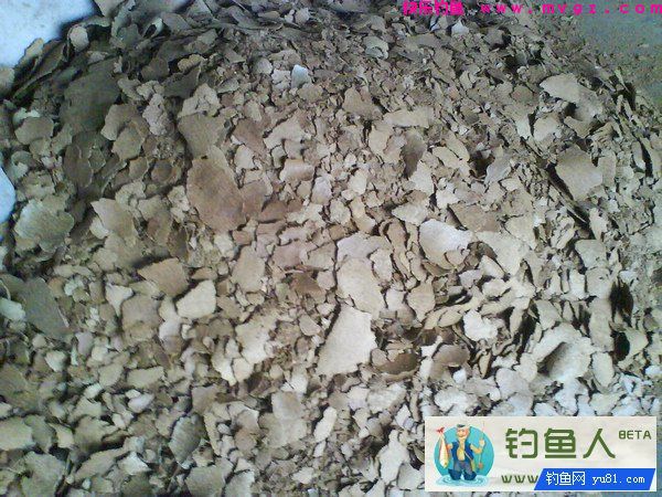 垂钓草鱼饵料窝料实战配方（芦苇麸皮玉米面）(图4)