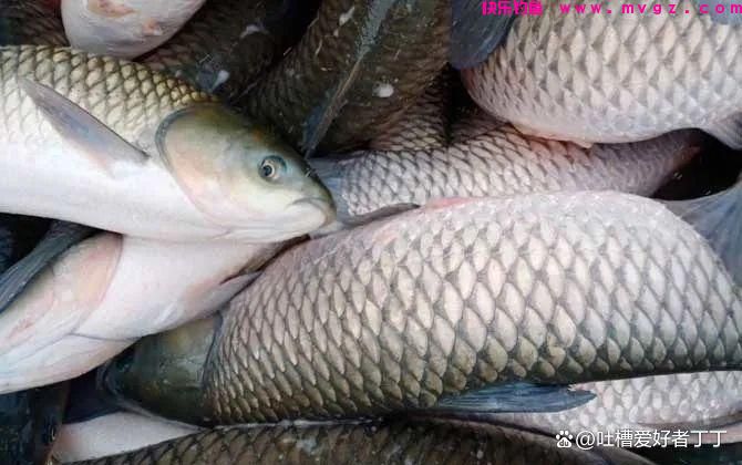 钓草鱼的温度多少合适?(图1) 钓草鱼的温度多少合适?(图1)
