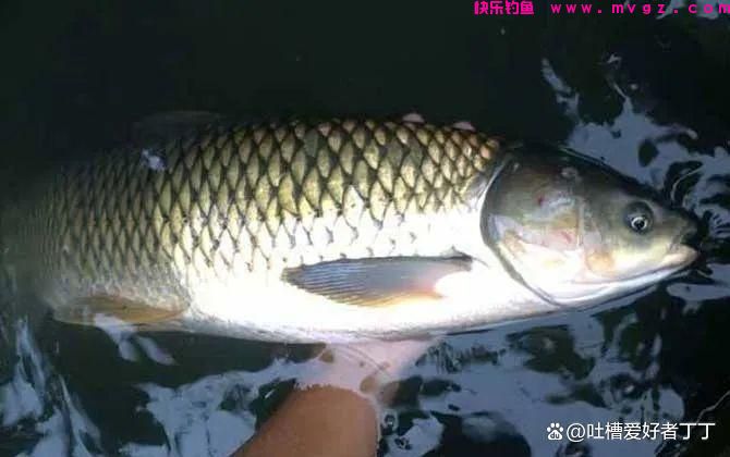 钓草鱼的温度多少合适?(图3) 钓草鱼的温度多少合适?(图3)