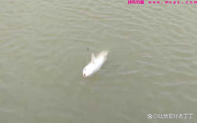 钓草鱼的温度多少合适?(图4) 钓草鱼的温度多少合适?(图4)