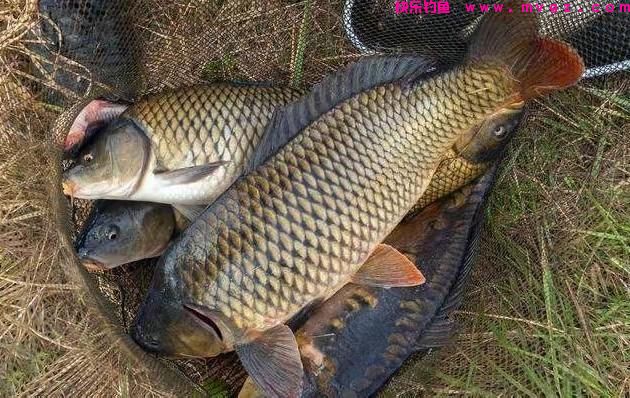 钓草鱼七种独特的饵料(图3)