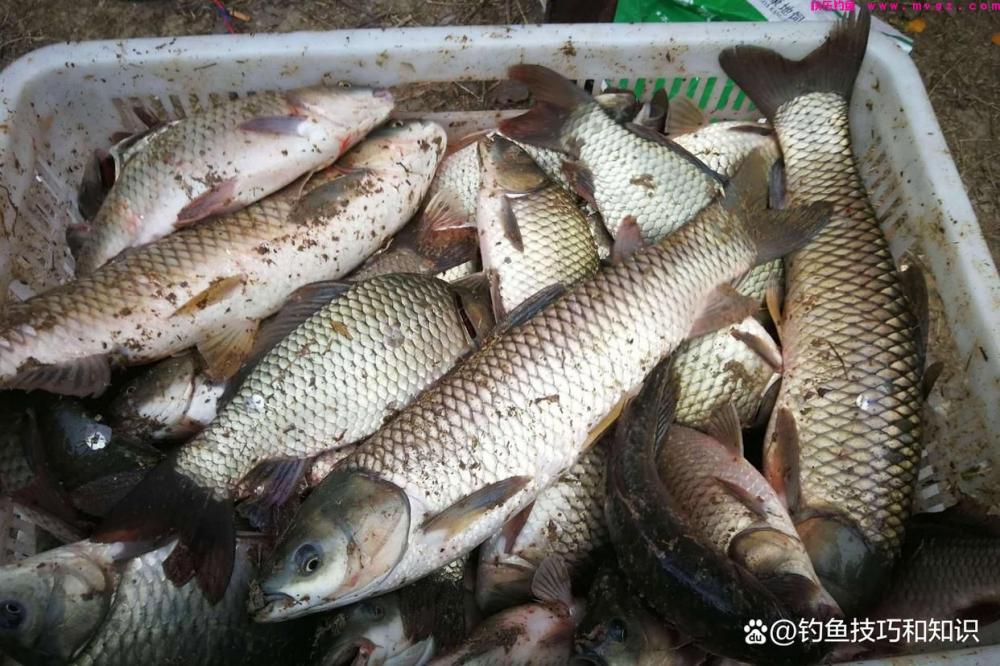 黑坑草鱼如何钓？黑坑草鱼的钓位、钓法、线组和用饵技巧(图4)
