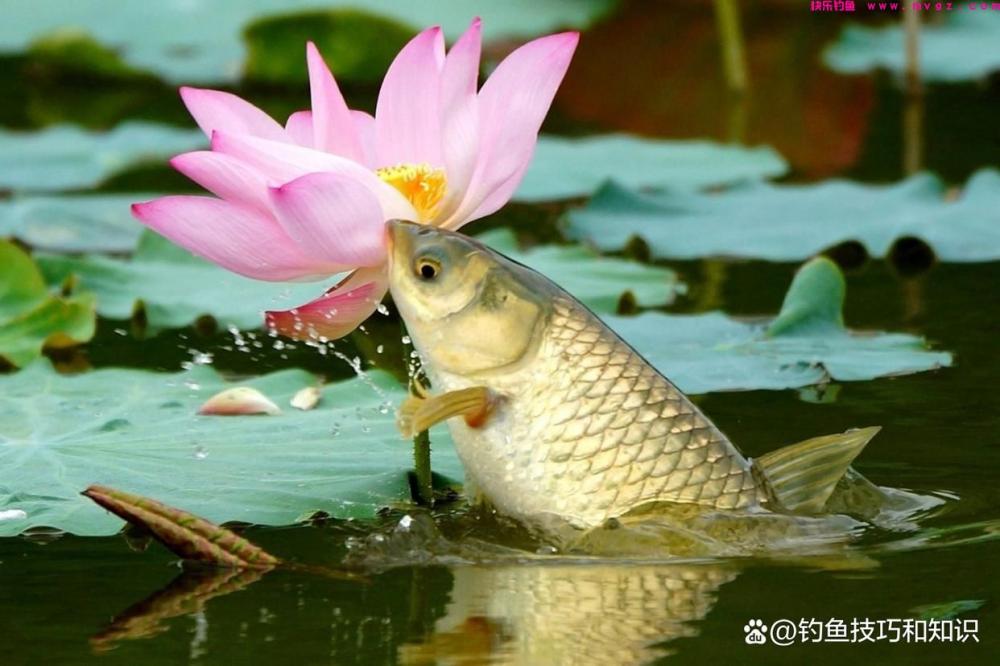黑坑草鱼如何钓？黑坑草鱼的钓位、钓法、线组和用饵技巧(图2)