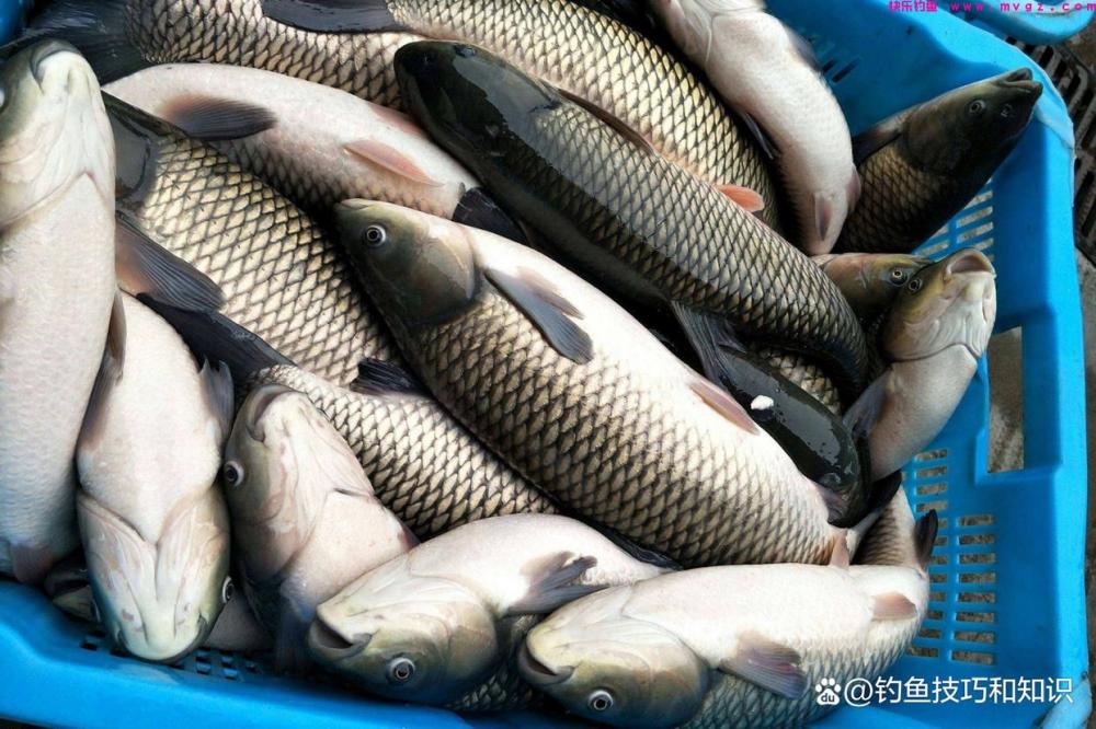 黑坑草鱼如何钓？黑坑草鱼的钓位、钓法、线组和用饵技巧(图3)