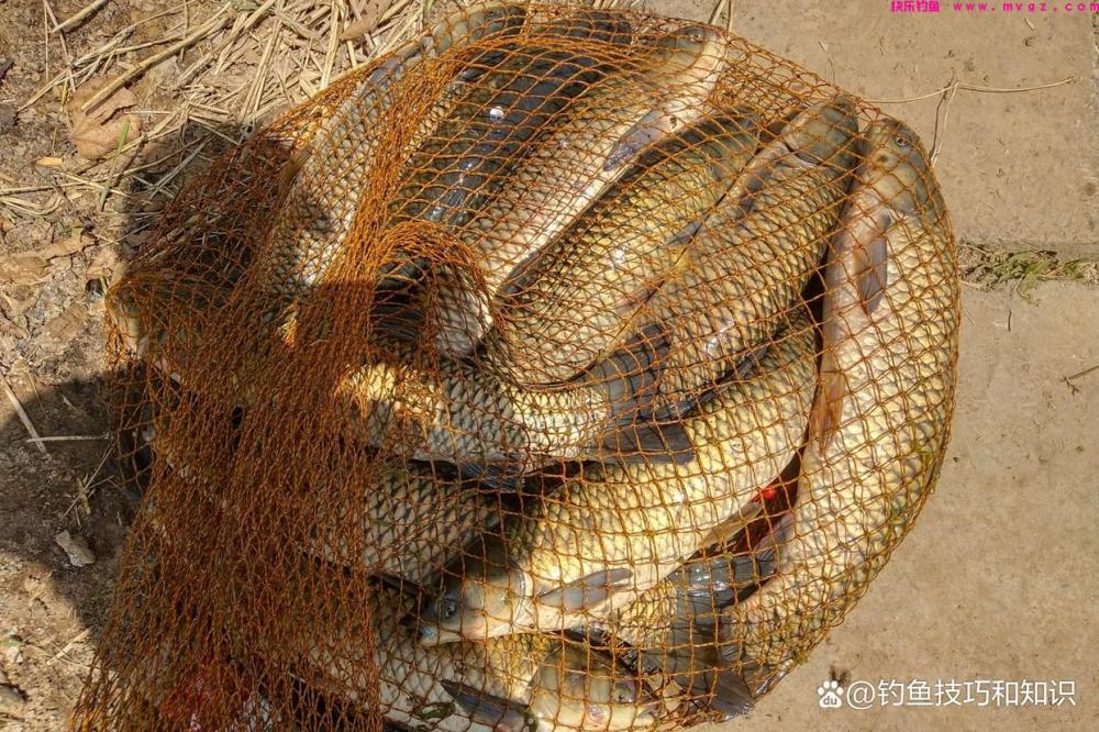 黑坑草鱼如何钓？黑坑草鱼的钓位、钓法、线组和用饵技巧(图5)