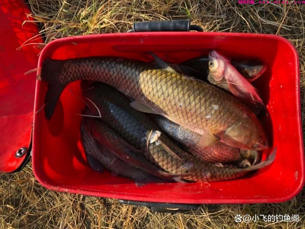 野钓草鱼如何正确调漂？2种超简单的调法，一看就学会！(图3)