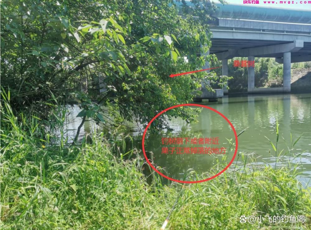 钓草鱼只能用玉米？错！其实这3种方法更适合野钓(图4)
