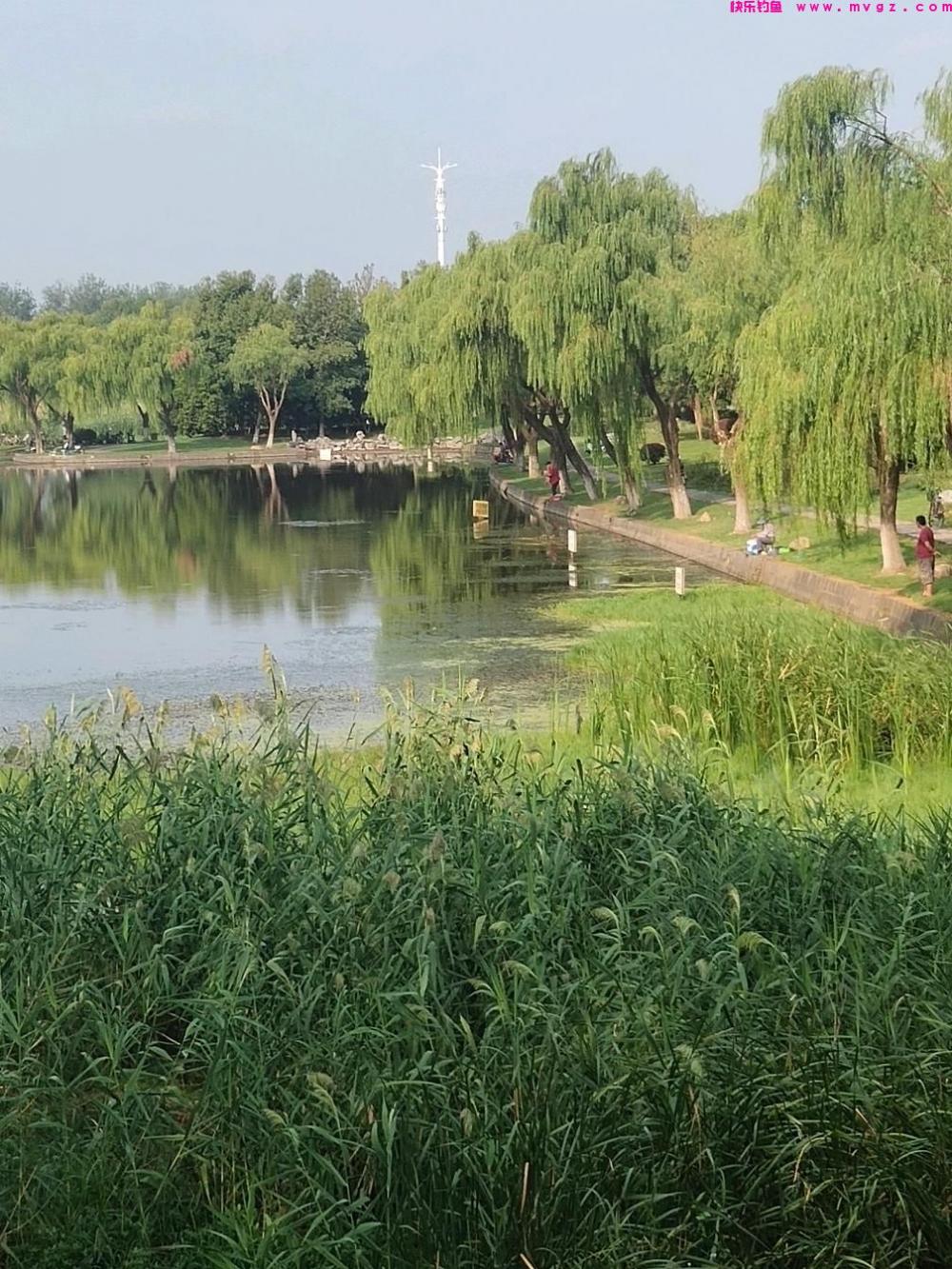 又到了仲春钓草鱼的季节，老钓鱼这些钓草鱼的技巧会让你大展身手(图9)
