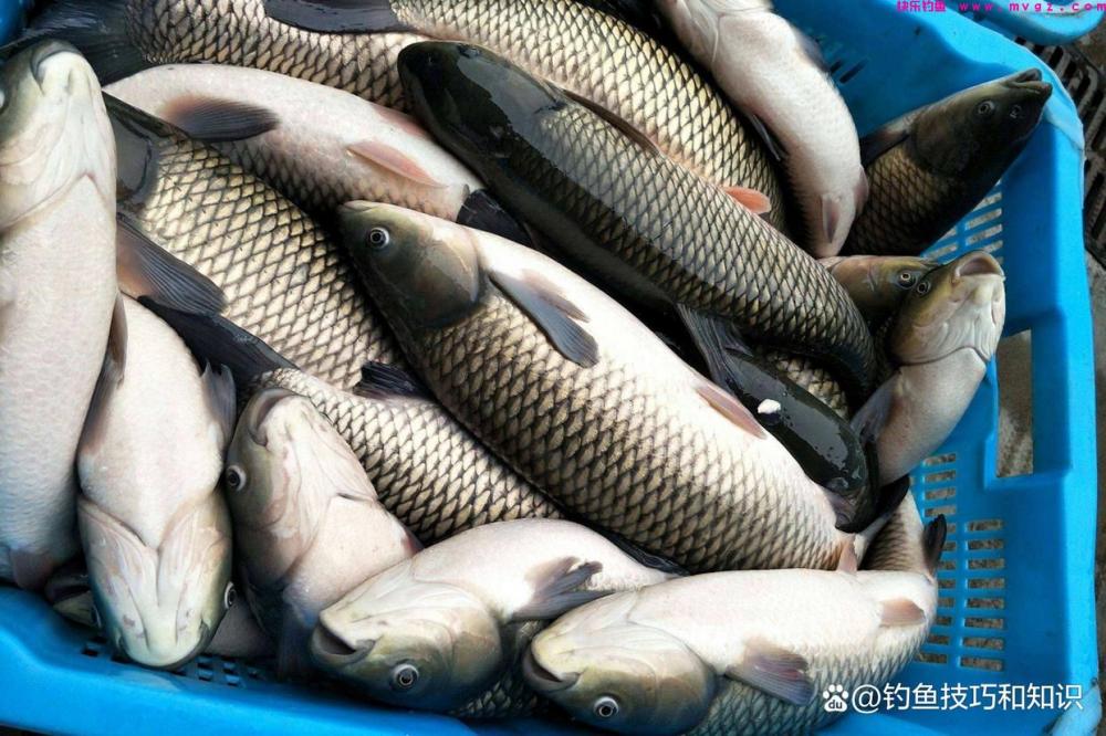 春天钓草鱼用什么鱼饵？春天钓草鱼的四个用饵方法(图5)