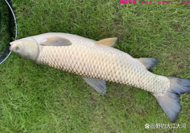 秋季钓草鱼,钓底,还是钓浮?一看水深,二看水温(图1) 秋季钓草鱼,钓底,还是钓浮?一看水深,二看水温(图1)