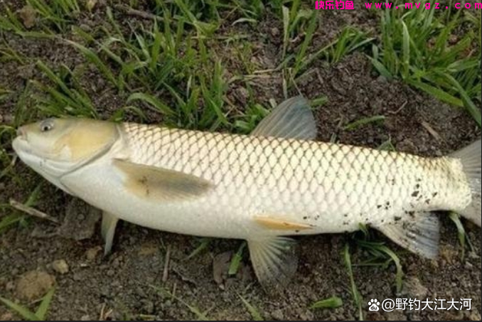 秋季钓草鱼,钓底,还是钓浮?一看水深,二看水温(图2) 秋季钓草鱼,钓底,还是钓浮?一看水深,二看水温(图2)