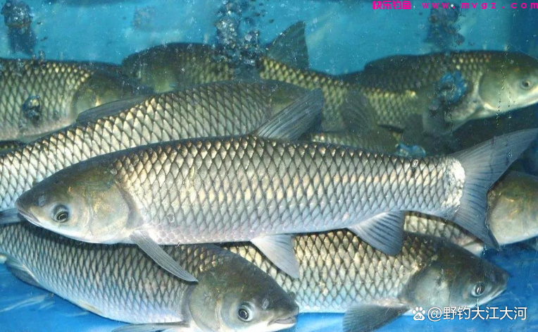 秋季钓草鱼,钓底,还是钓浮?一看水深,二看水温(图3) 秋季钓草鱼,钓底,还是钓浮?一看水深,二看水温(图3)