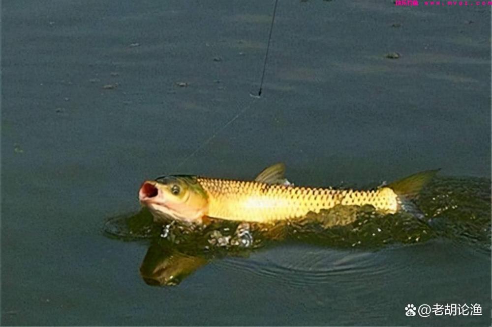 台钓之草鱼篇：钓草鱼技巧大揭秘，老钓手都说好，新手默默收藏(图3)