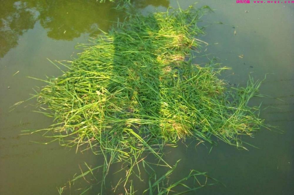 洪泽湖退水出现砖块和绳索，网友疑似拋沉尸骨，却是钓鱼人打窝？(图14)