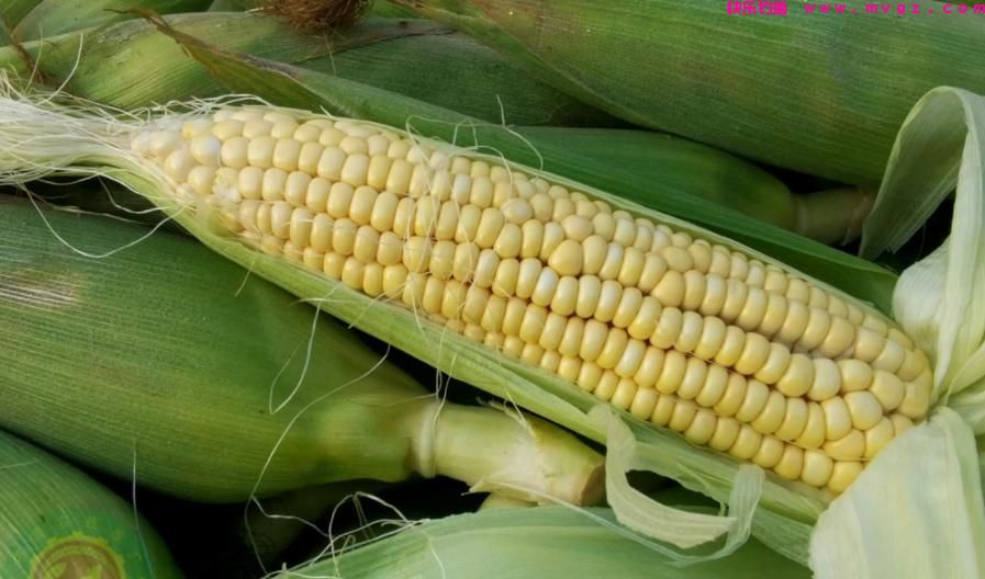 秋季野钓草鱼,如何用饵、选钓位?(图3) 秋季野钓草鱼,如何用饵、选钓位?(图3)