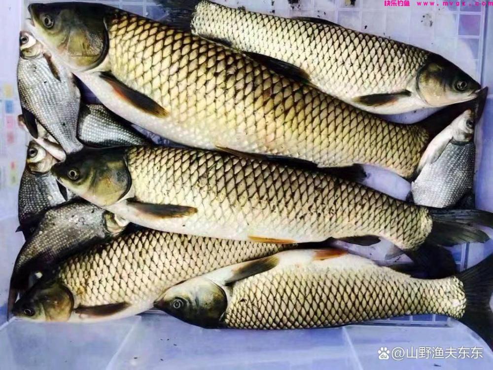 秋季如何垂钓草鱼？注意这三个方面，渔获差不了(图4)
