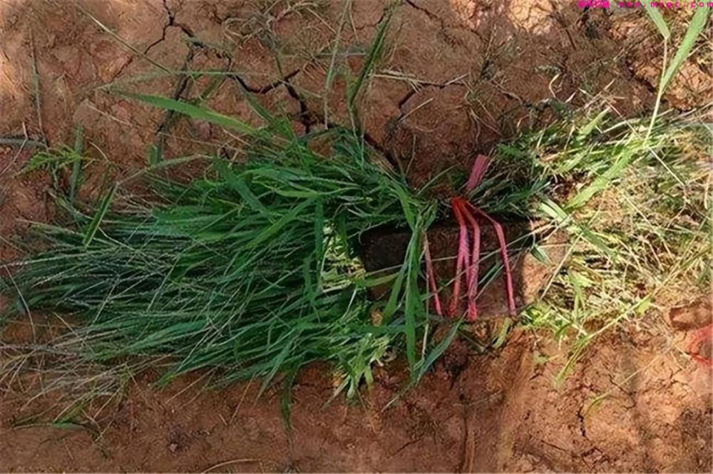 秋季钓草鱼很难吗?2个狠招,让草鱼乖乖上岸!(图3) 秋季钓草鱼很难吗?2个狠招,让草鱼乖乖上岸!(图3)