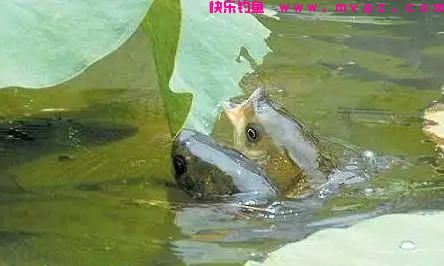 晚春钓草鱼用什鱼饵更佳?(图1) 晚春钓草鱼用什鱼饵更佳?(图1)