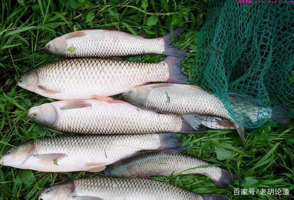 专钓草鱼的2个秘诀，咬钩都是大家伙，再狡猾的鱼也不怕(图4)