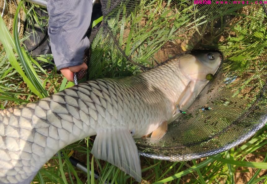 草鱼开口了！夏季钓草鱼，钓浮还是钓底？如何做个湖冠(图2)