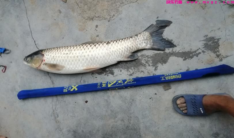 草鱼开口了！夏季钓草鱼，钓浮还是钓底？如何做个湖冠(图3)