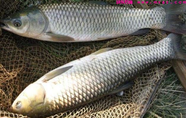 草鱼开口了！夏季钓草鱼，钓浮还是钓底？如何做个湖冠(图6)