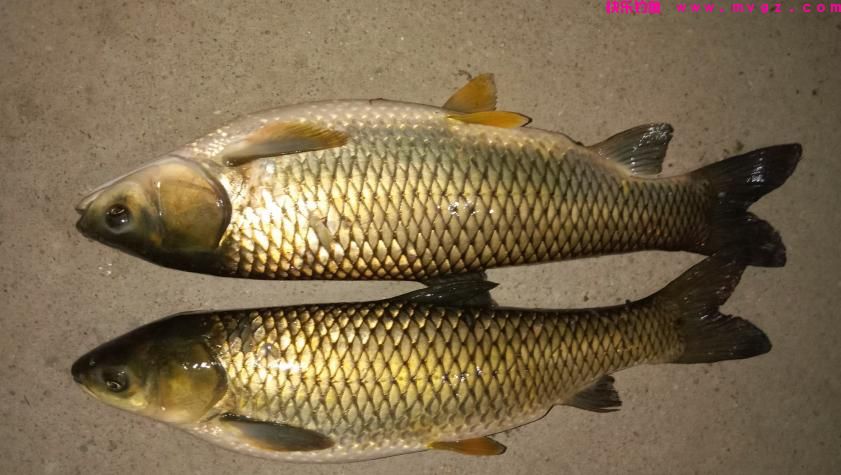 草鱼开口了！夏季钓草鱼，钓浮还是钓底？如何做个湖冠(图4)