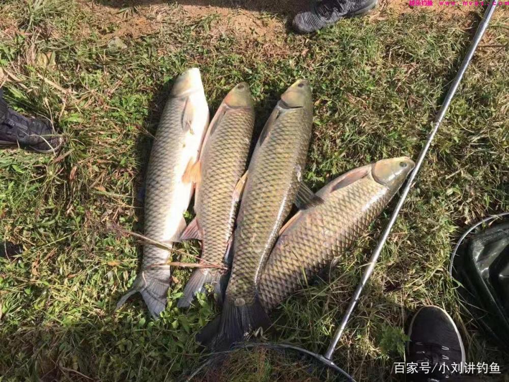 夏钓想要钓草鱼，只需学会这套“不打窝钓法”，巨草咬钩不松口(图5)