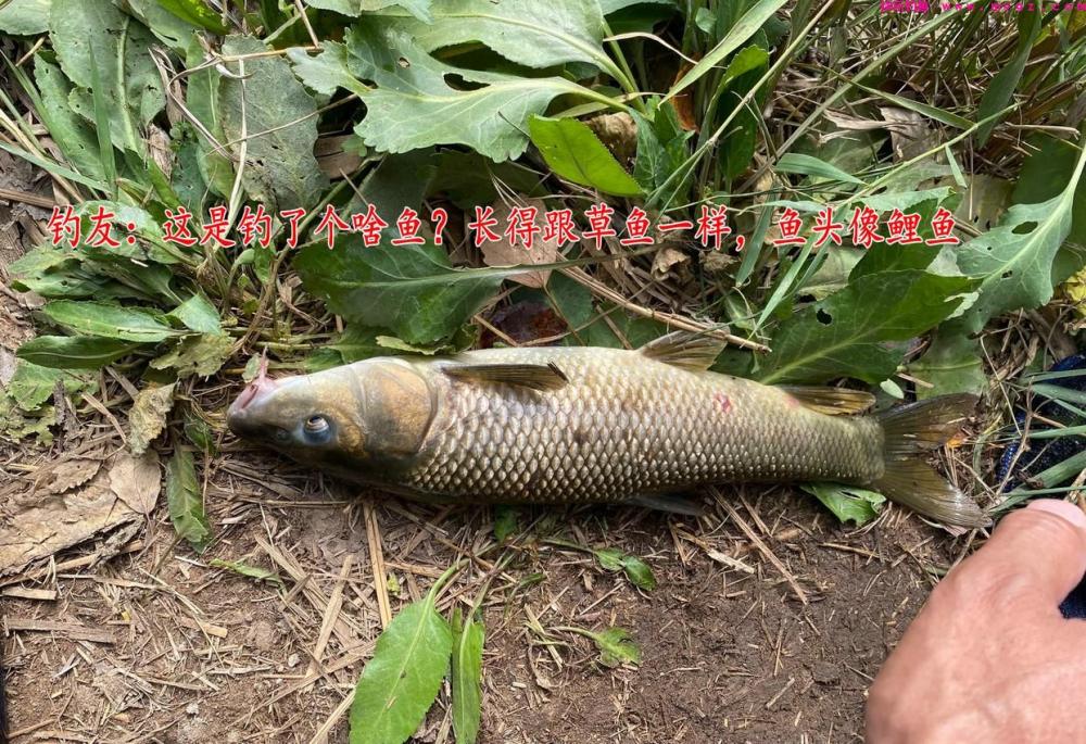 鲤草杂交?男子钓获奇鱼,草鱼身鲤鱼头,男子:担心是保护动物(图1) 鲤草杂交?男子钓获奇鱼,草鱼身鲤鱼头,男子:担心是保护动物(图1)