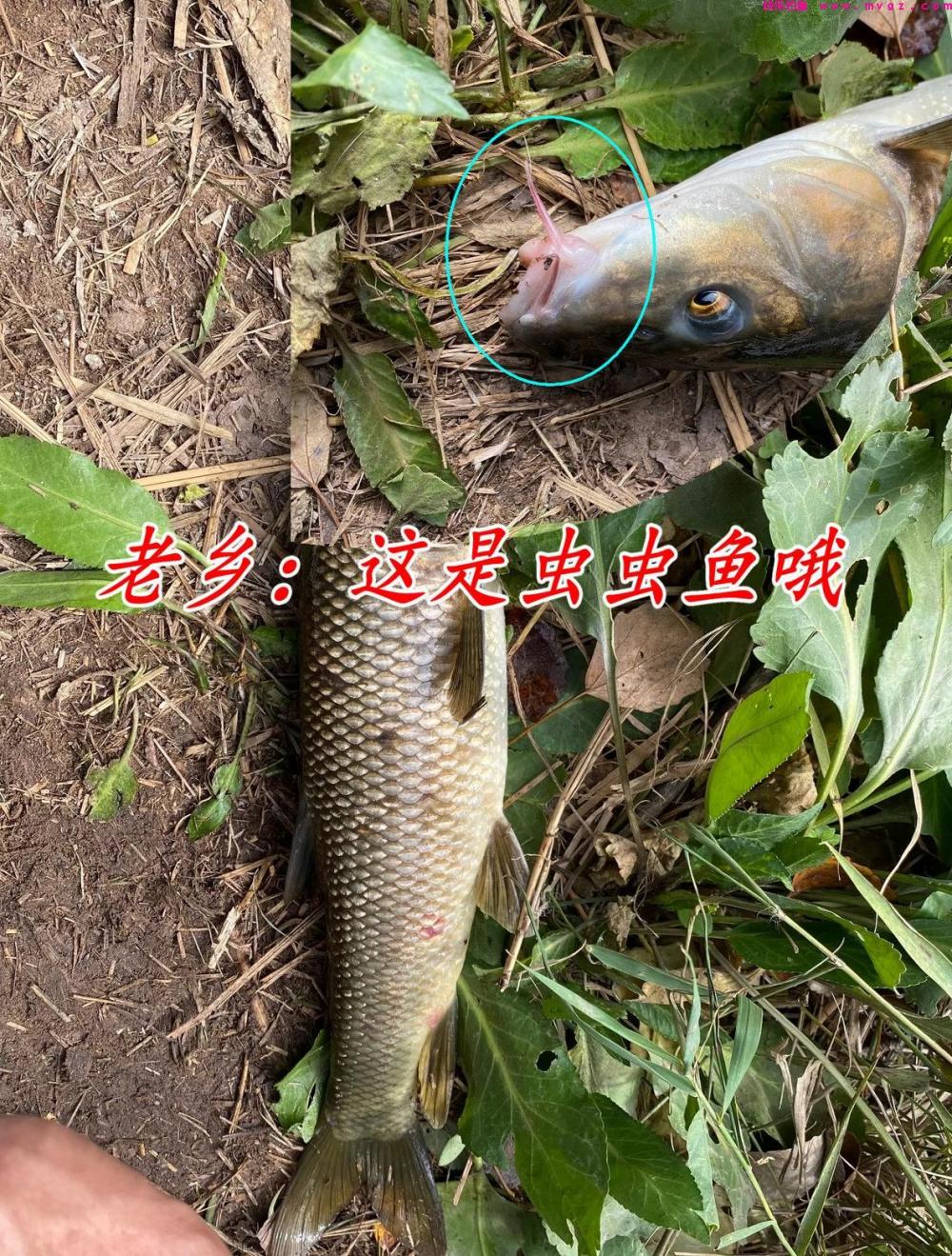 鲤草杂交?男子钓获奇鱼,草鱼身鲤鱼头,男子:担心是保护动物(图4) 鲤草杂交?男子钓获奇鱼,草鱼身鲤鱼头,男子:担心是保护动物(图4)