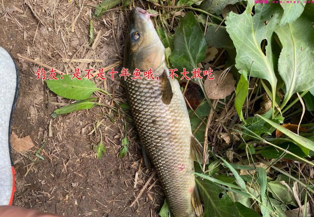 鲤草杂交?男子钓获奇鱼,草鱼身鲤鱼头,男子:担心是保护动物(图7) 鲤草杂交?男子钓获奇鱼,草鱼身鲤鱼头,男子:担心是保护动物(图7)